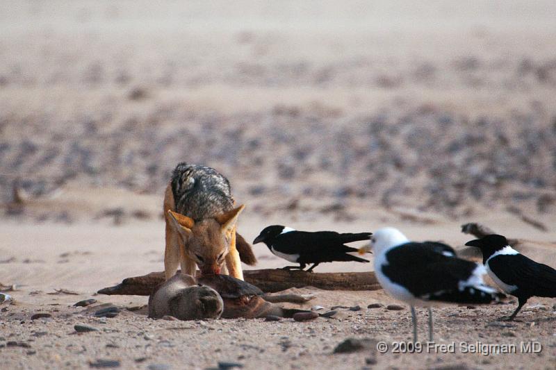 20090605_155159 D300 X1.jpg - Various stages of the Jackal feeding on the seal